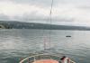 Navire de croisière traditionnel Kalipsa - voilier à moteur en bois 1952  louer bateau