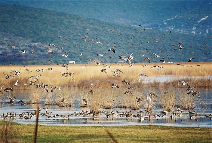 Vransko jezero, des oiseaux